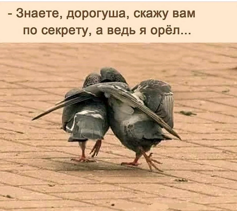 Анекдоты про птиц