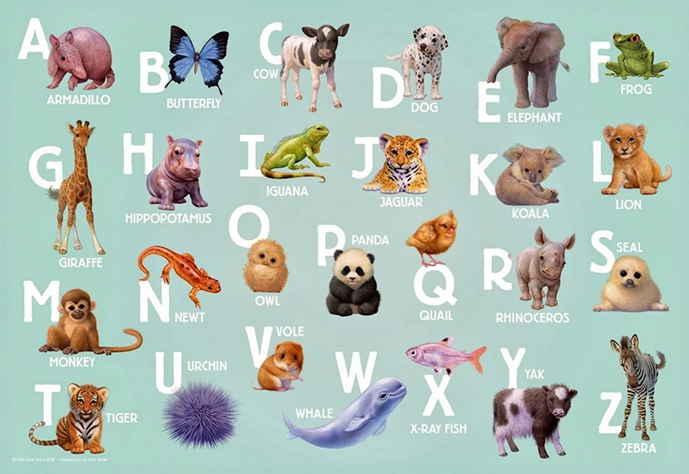 Азбука животных animals Alphabet