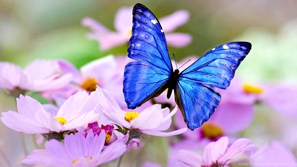 Бабочки розово голубые