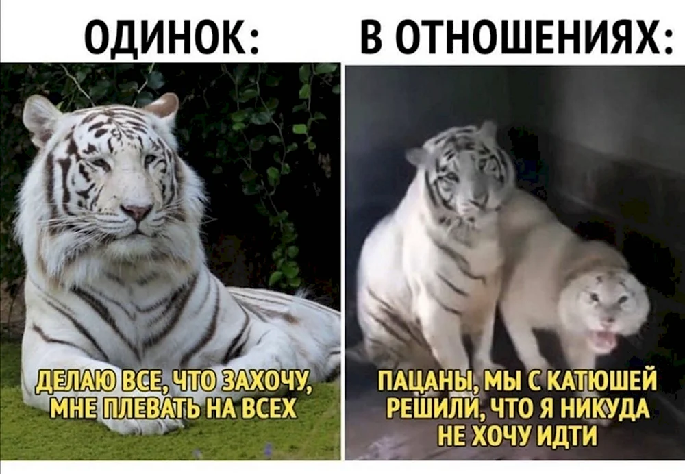Белый тигр мемы