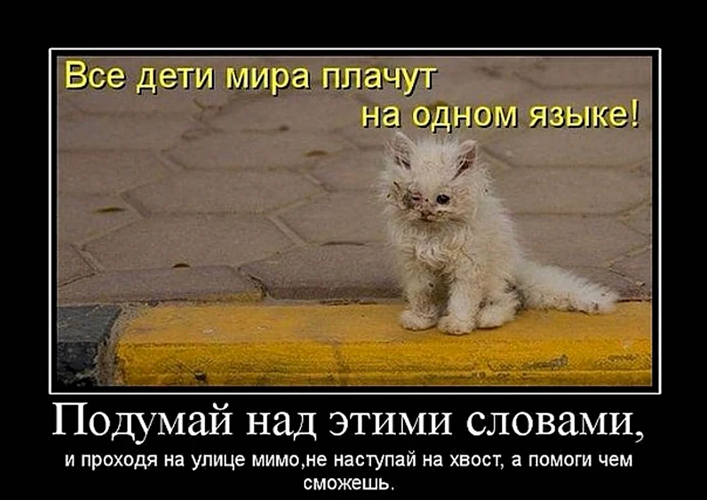 Бездомные котята с надписями