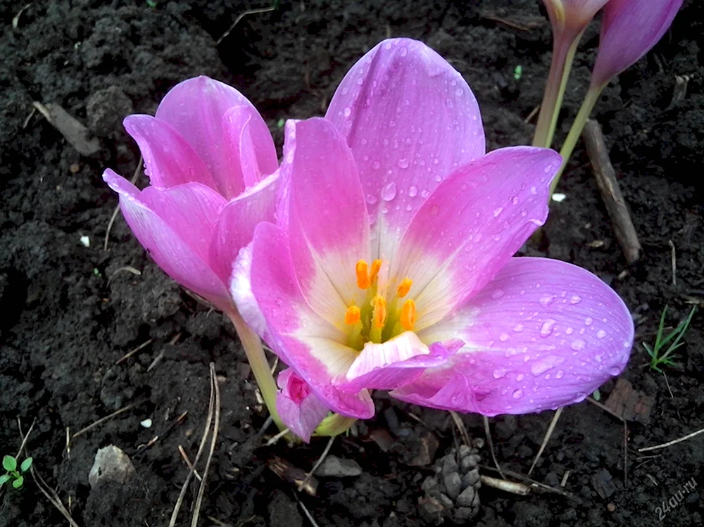 Безвременник Colchicum