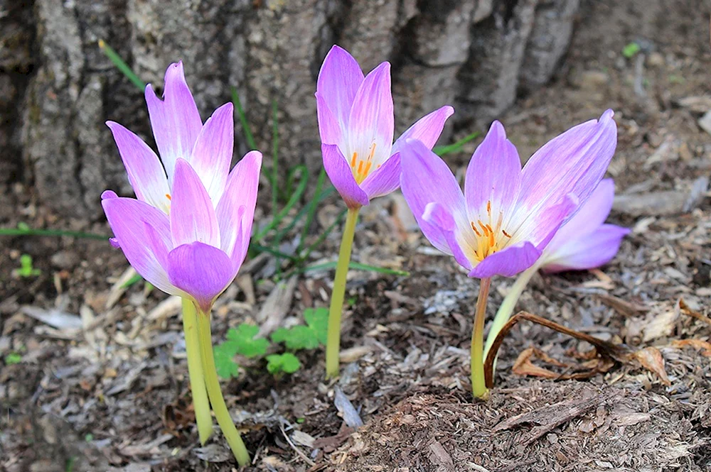 Безвременник яркий Colchicum laetum