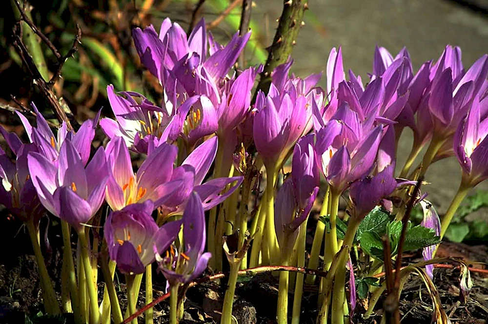 Безвременник осенний Colchicum autumnale