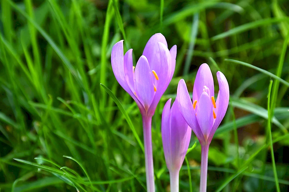 Безвременник осенний Colchicum autumnale