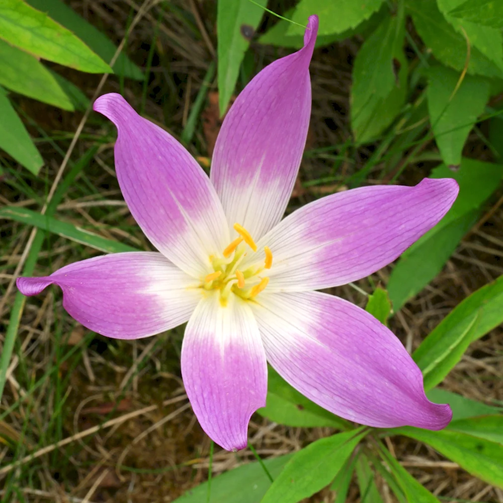 Безвременник великолепный Colchicum speciosum