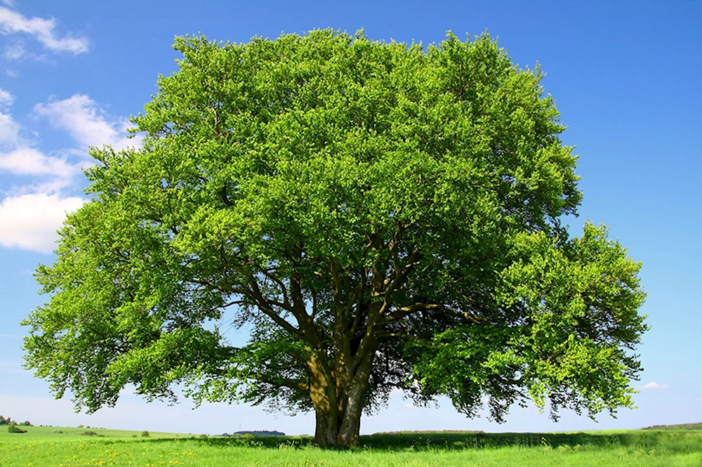 Trees pictures. Раскидистая крона дуб. Бук Северной Америки. Красивое дерево. Дерево с раскидистой кроной.