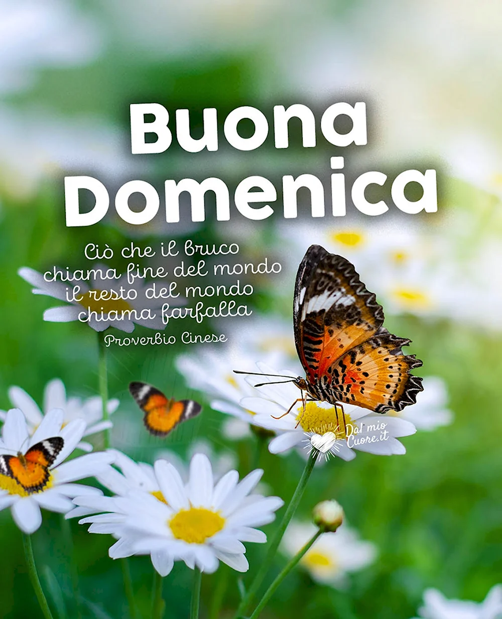 Buona domenica картинки