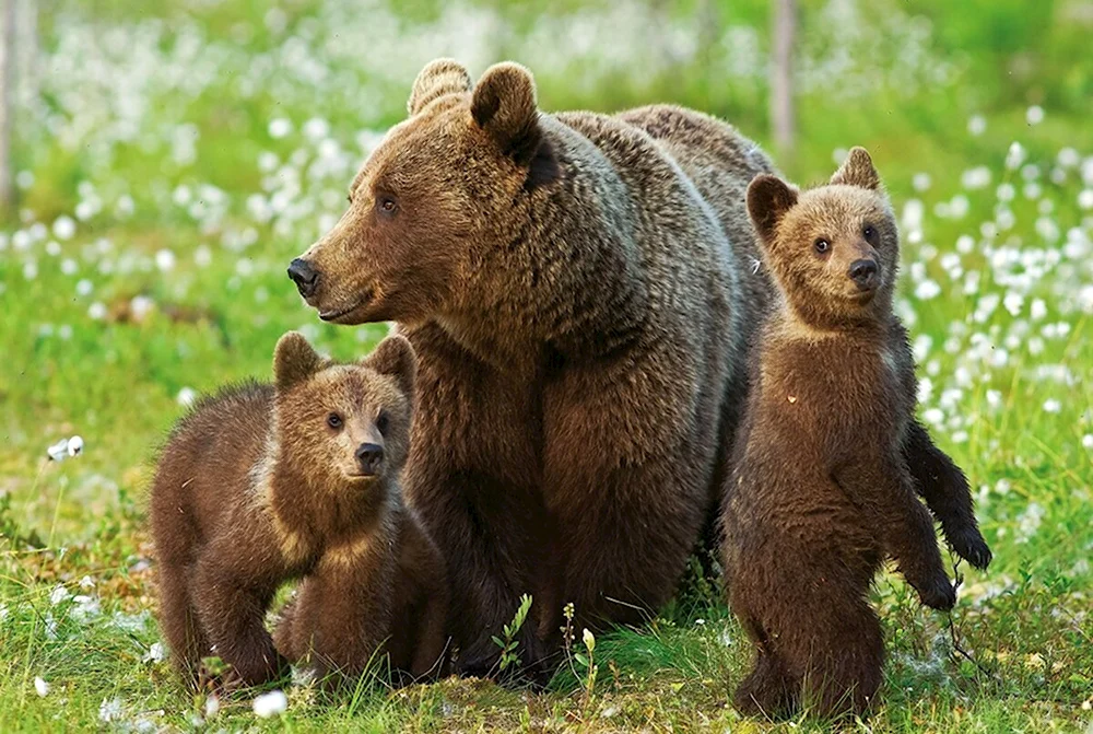 Бурый медведь