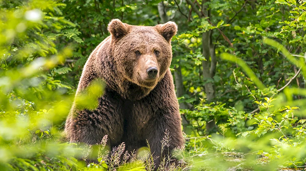 Бурый медведь леса России