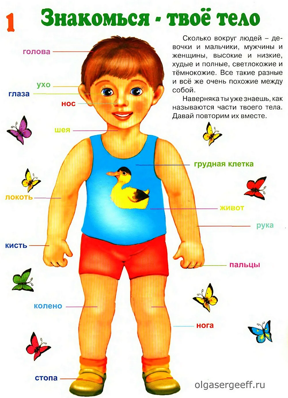 Я и мое тело. Энциклопедия с объемными конструкциями - УМНИЦА