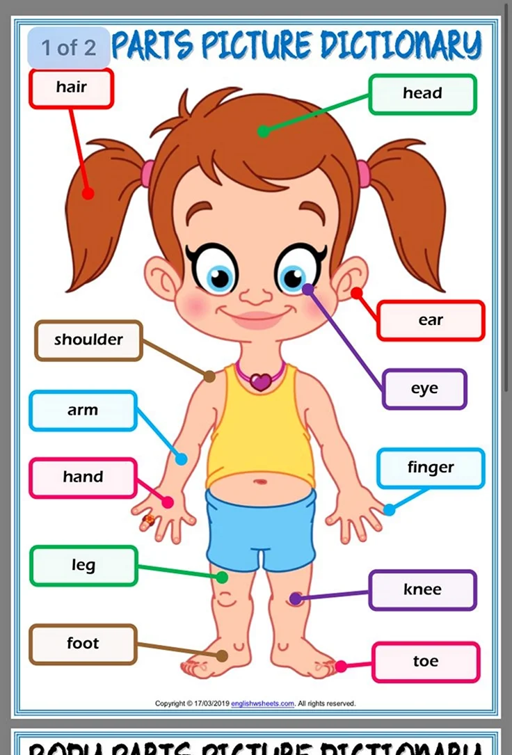 Части тела на английском для детей