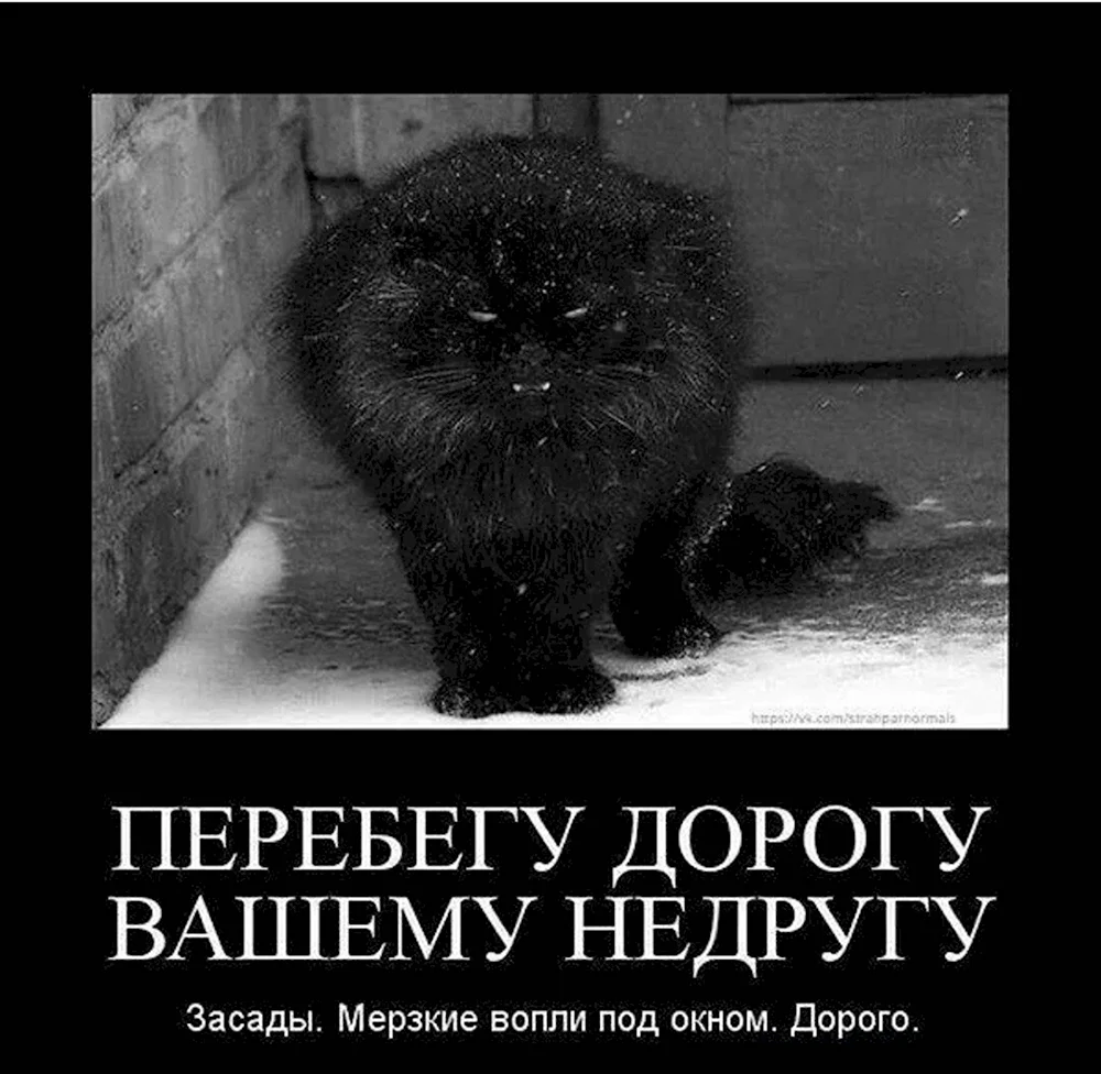 Черный кот юмор