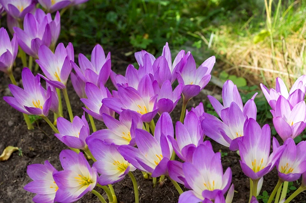 Colchicum umbrosum