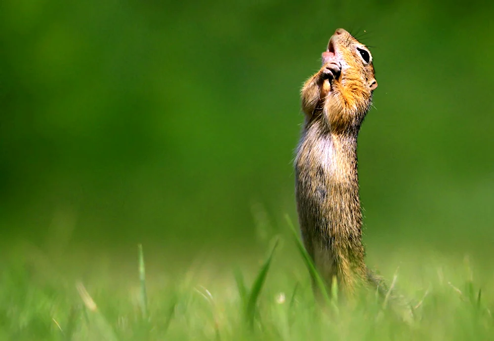 Comedy Wildlife Photography Awards 2020