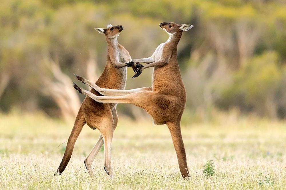 Comedy Wildlife Photography Awards 2021