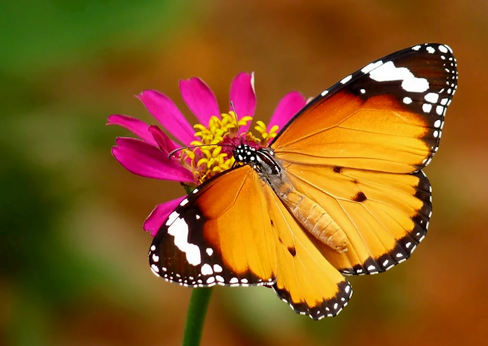 Danaus chrysippus бабочка