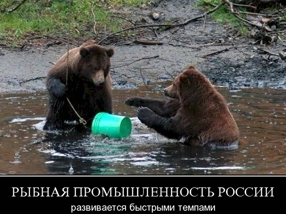 Демотиваторы с медведем смешные