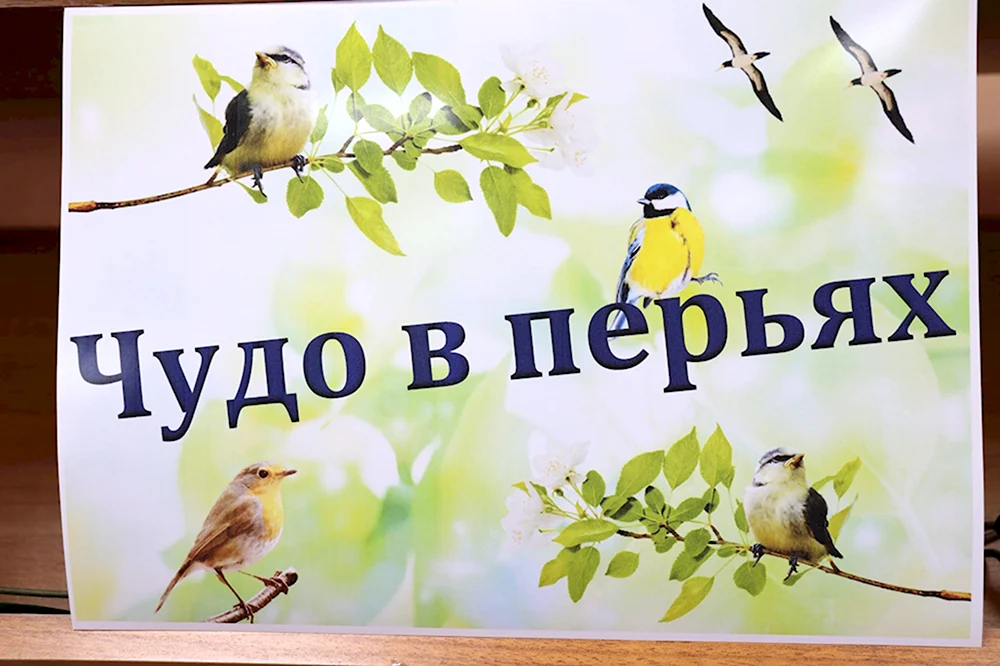 День птиц в начальных классах. День птиц. Международный день птиц. Надпись Международный день птиц. 1 Апреля Международный день птиц.