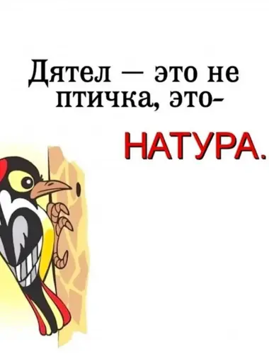 Дятел стукач