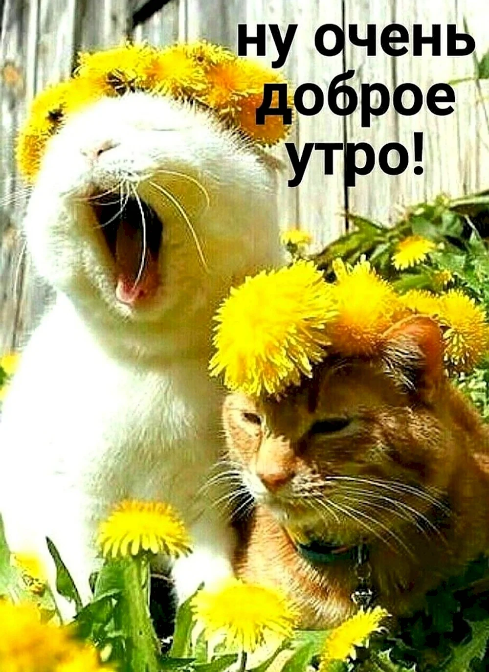 Доброе утро позитив