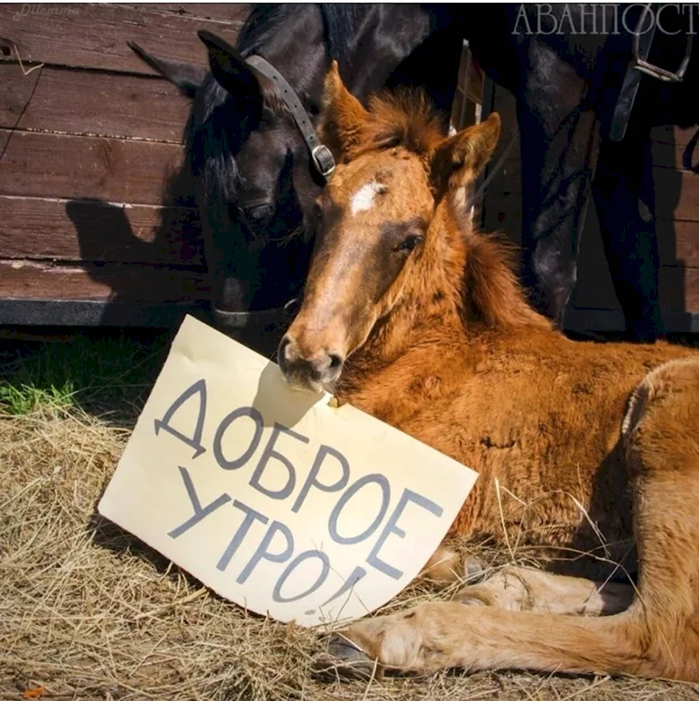 Доброе утро с лошадьми