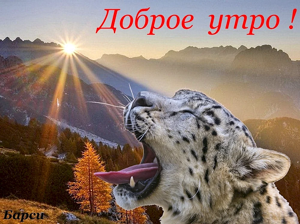 Доброе утро тигр