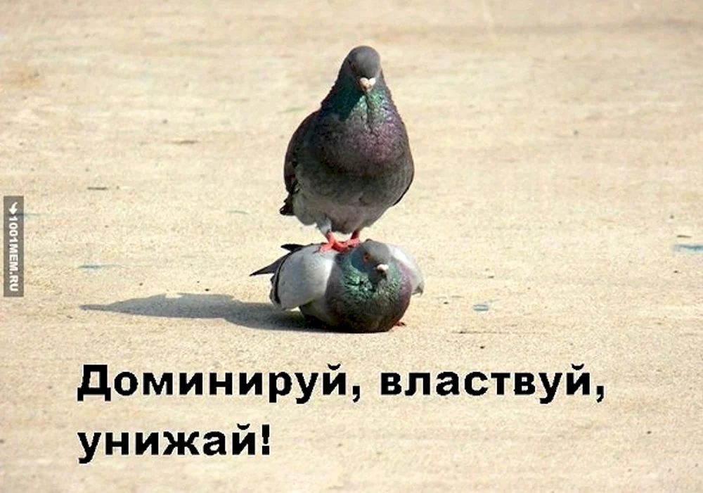 Доминируй властвуй унижай