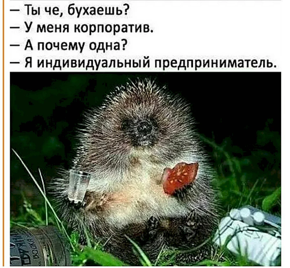 Еж прикол