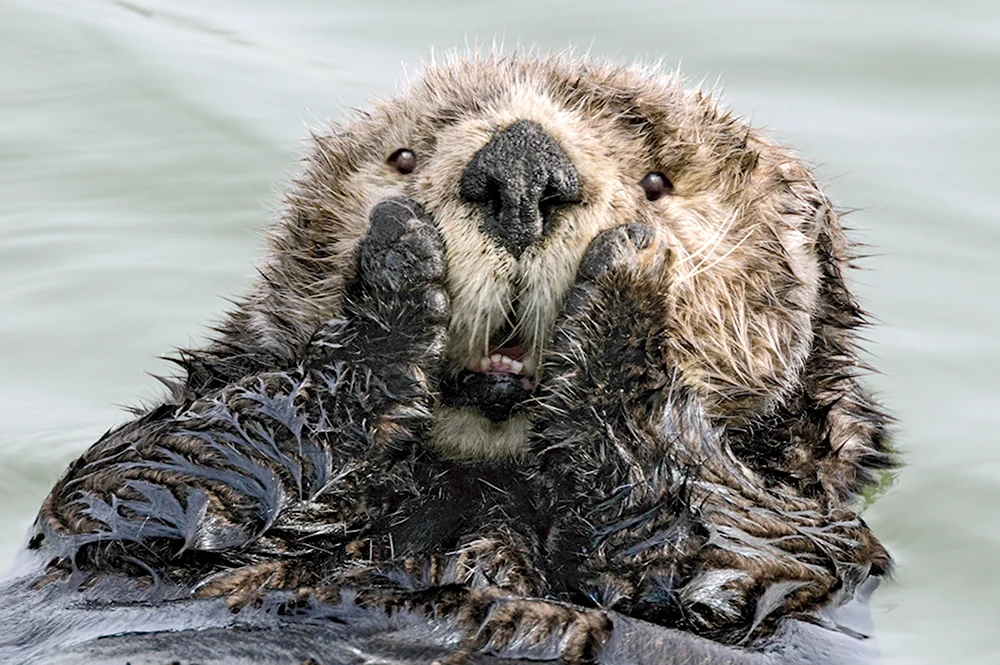 Финалисты конкурса comedy Wildlife Photography Awards