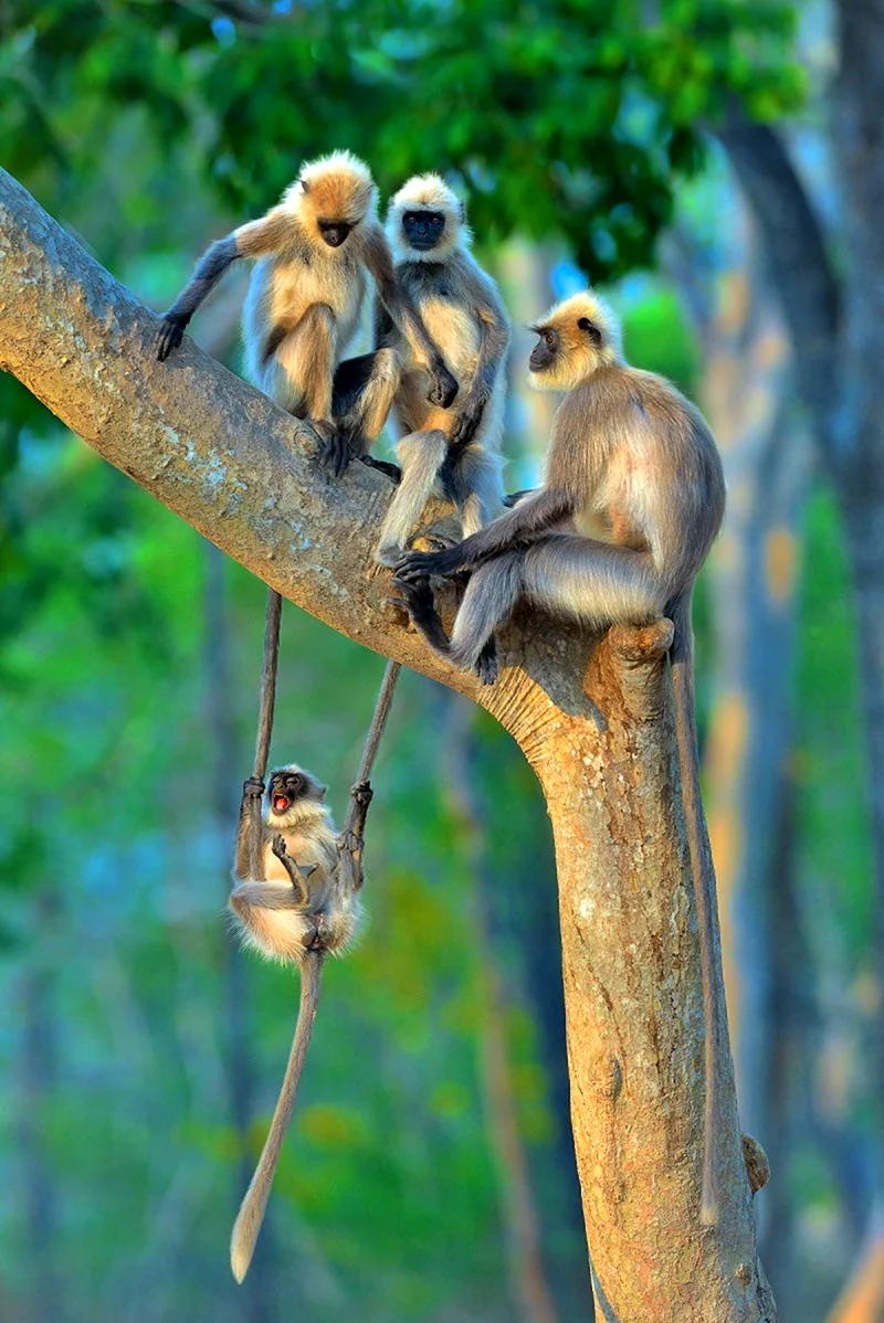 Финалисты конкурса comedy Wildlife Photography Awards