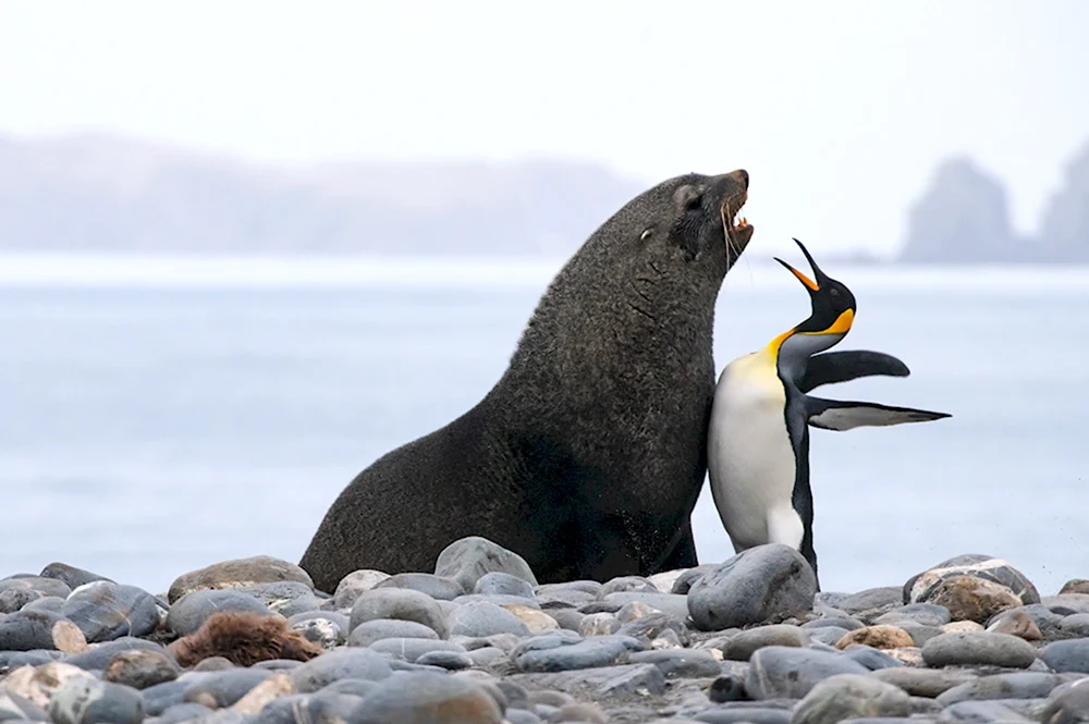 Финалисты конкурса comedy Wildlife Photography Awards