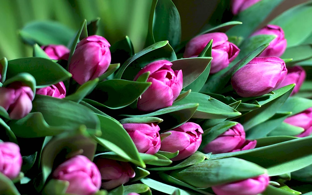 Фловерс Flowers цветы тюльпаны