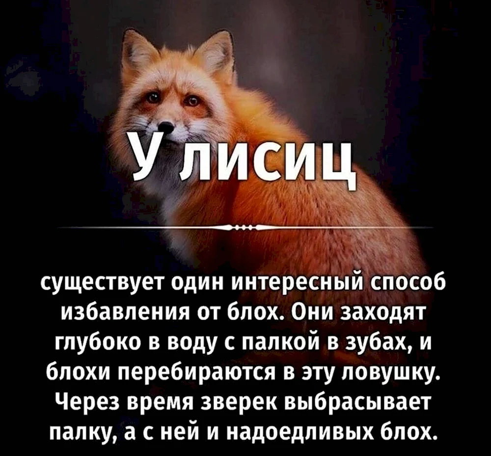 Фразы про лису