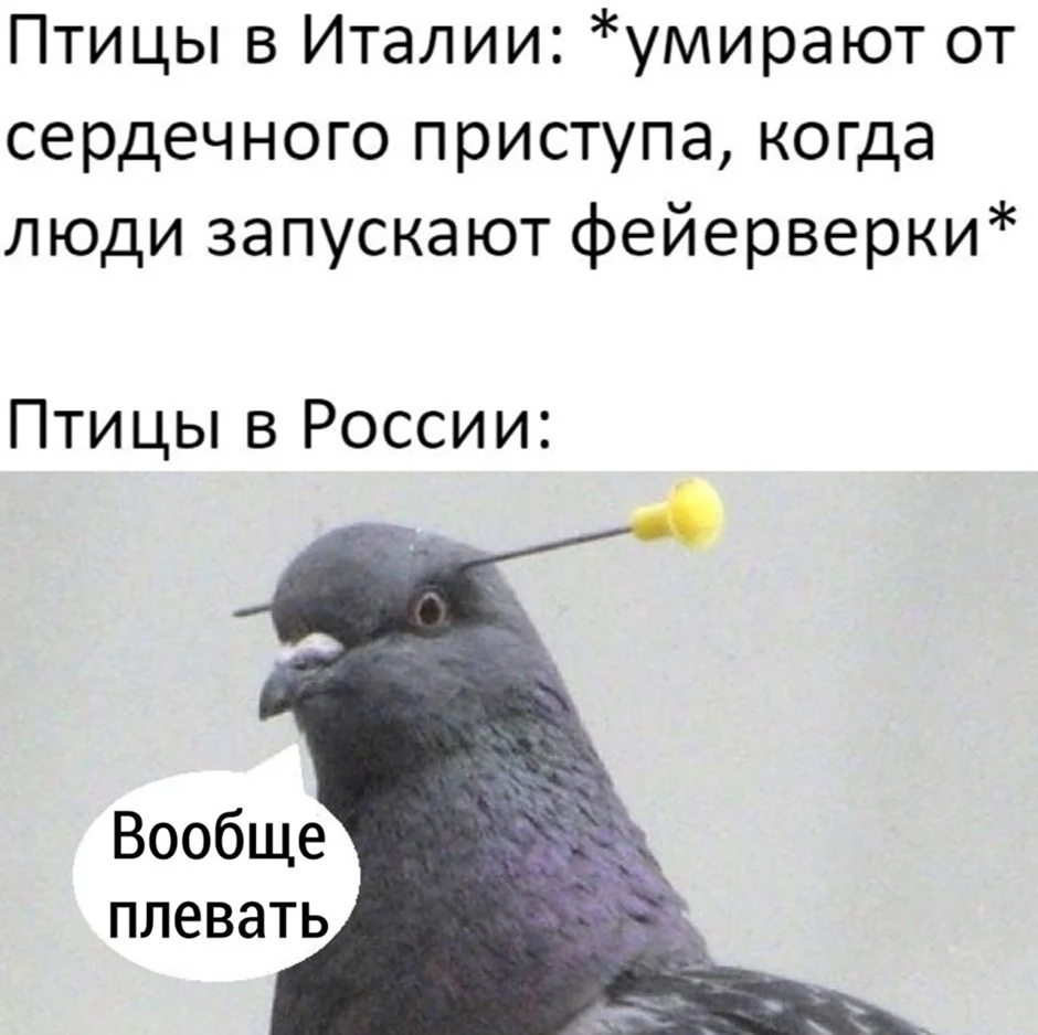 Голубь Мем