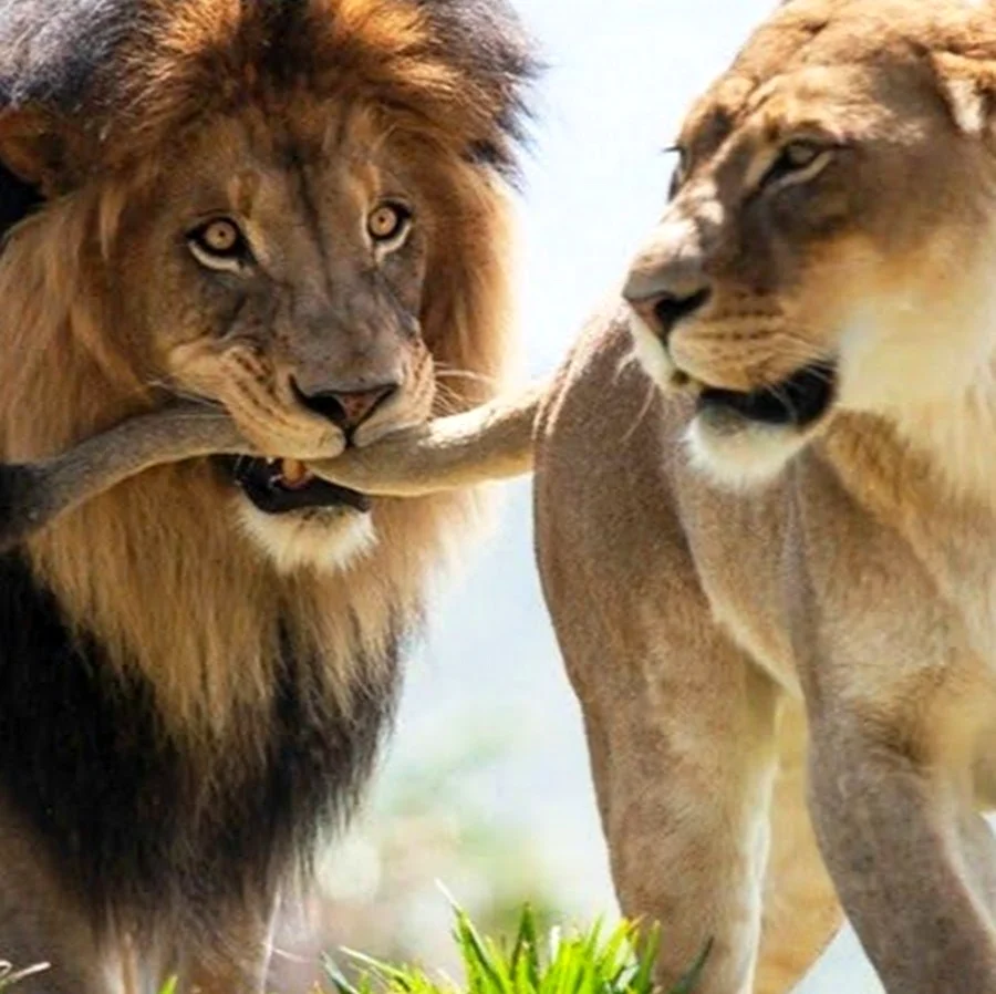 Гордая львица и Лев