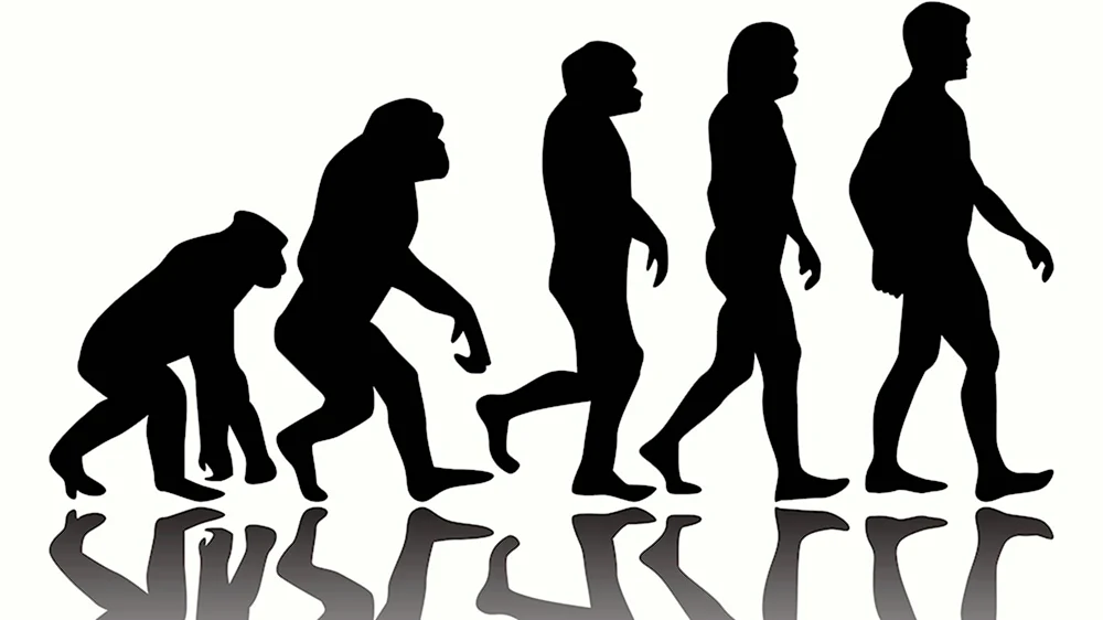 Human Evolution Эволюция человека