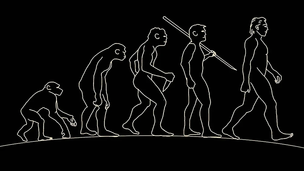 Human Evolution Эволюция человека