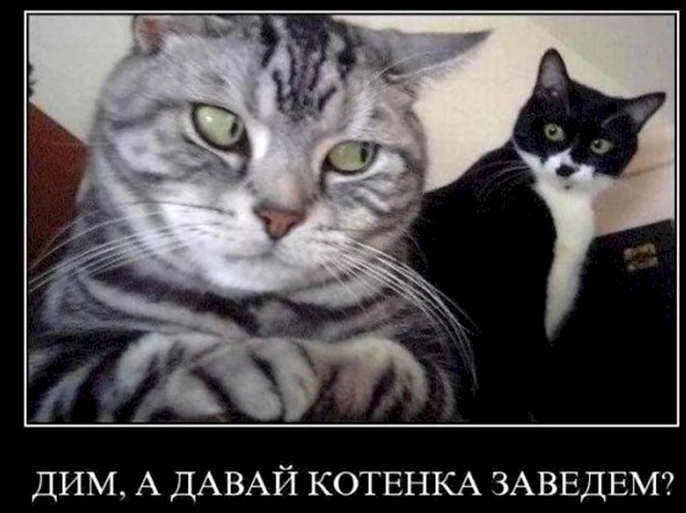 Я хочу котенка