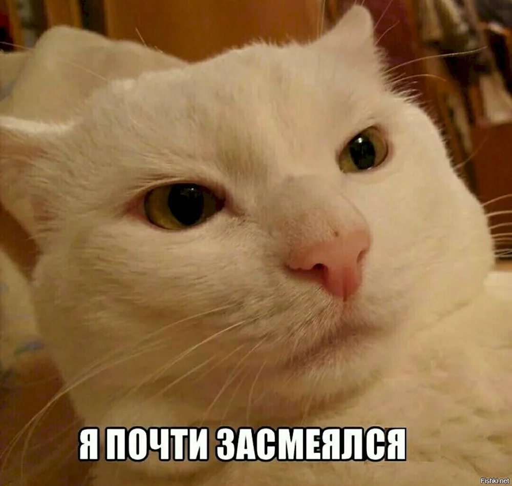 Я кот