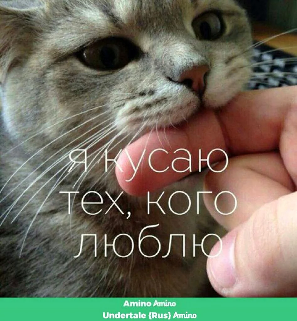 Я тебя люблю кот