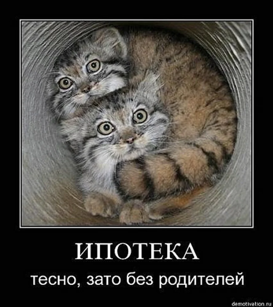 Ипотека кот