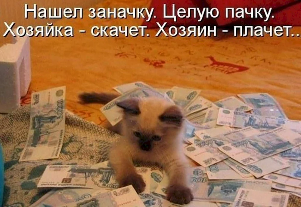 Юмор кот деньги