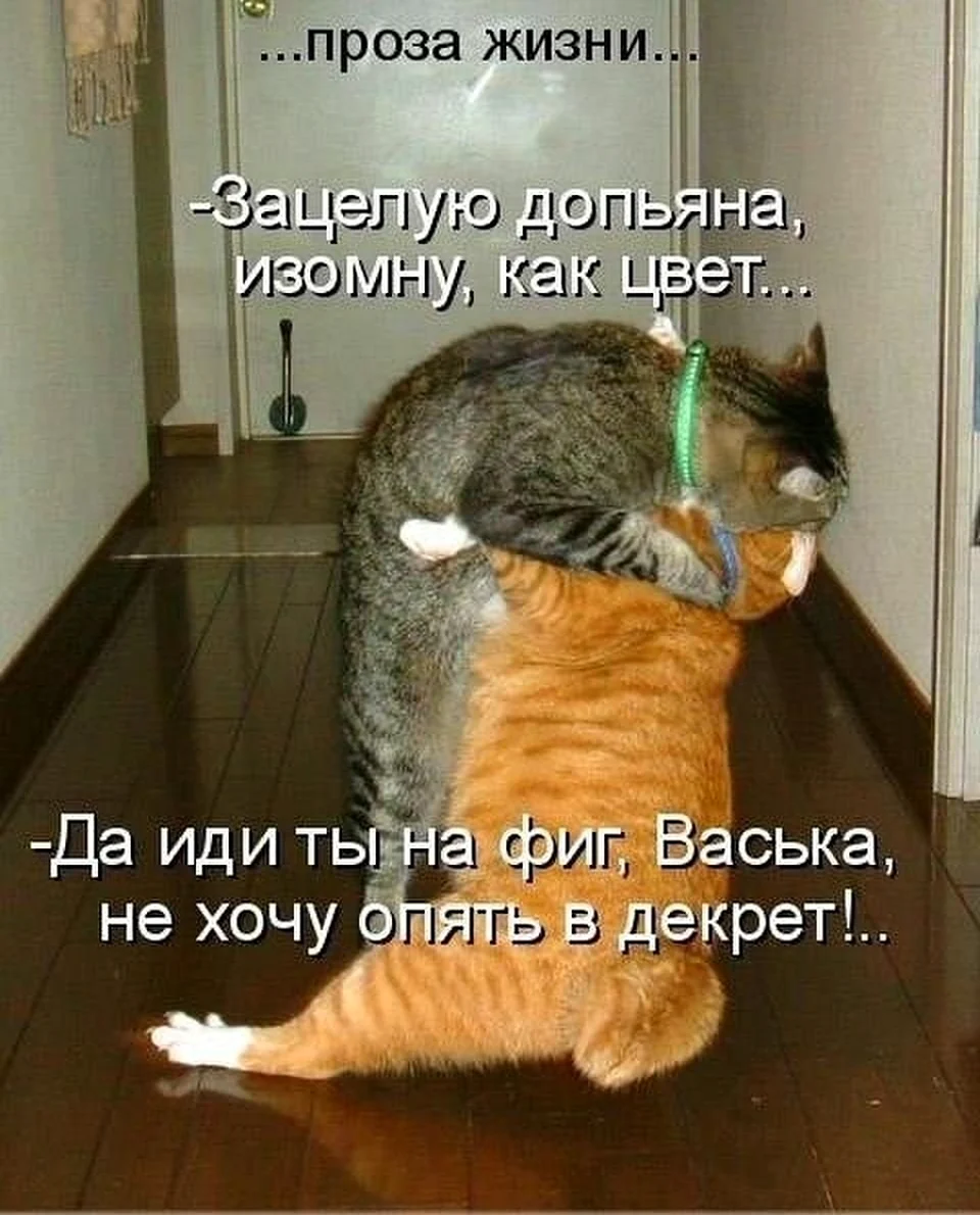 Юмор про котов