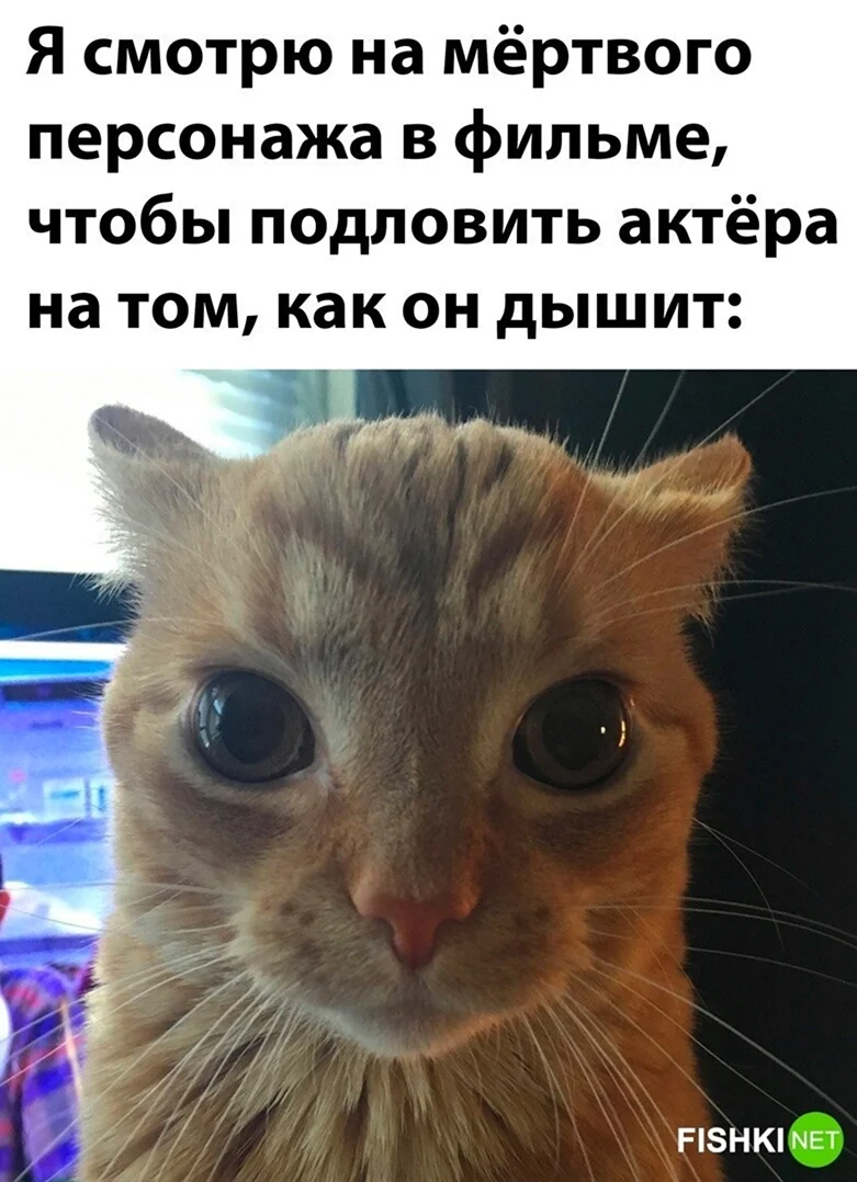 Кошка Кэт