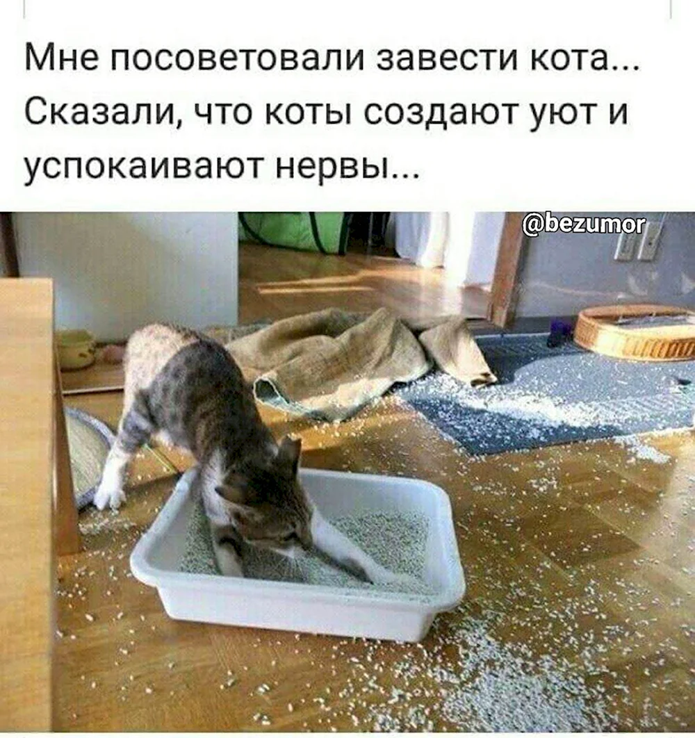 Кошки шкодят