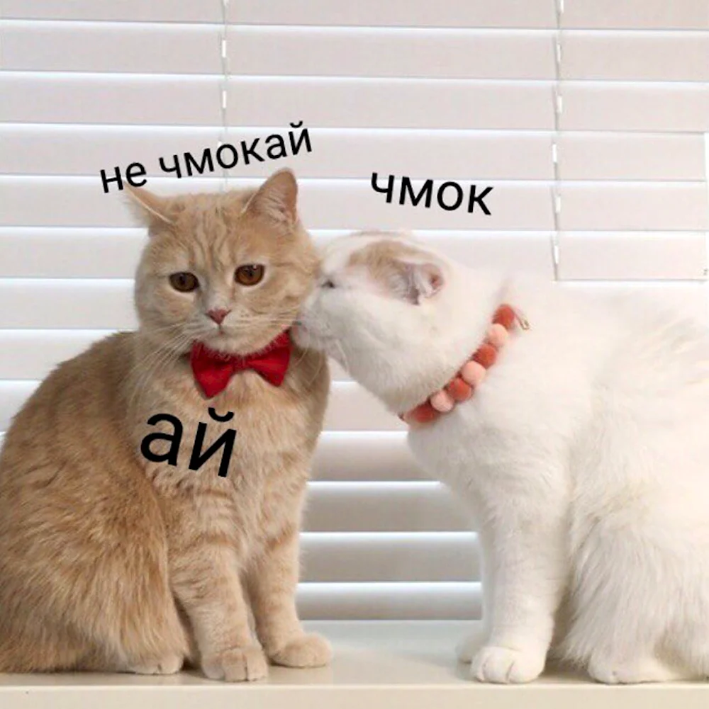 Кот чмок