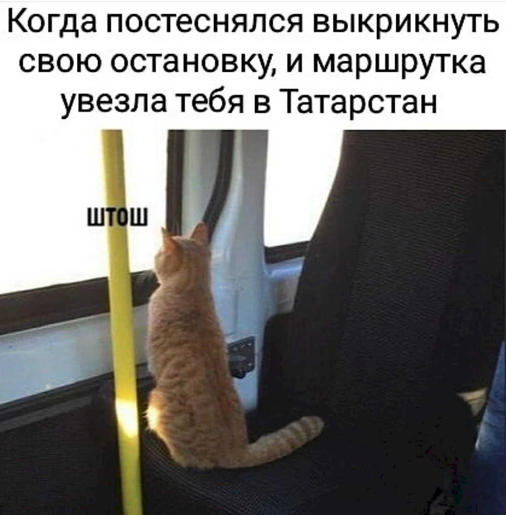 Кот едет в автобусе