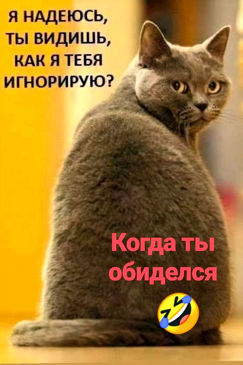 Кот игнорирует