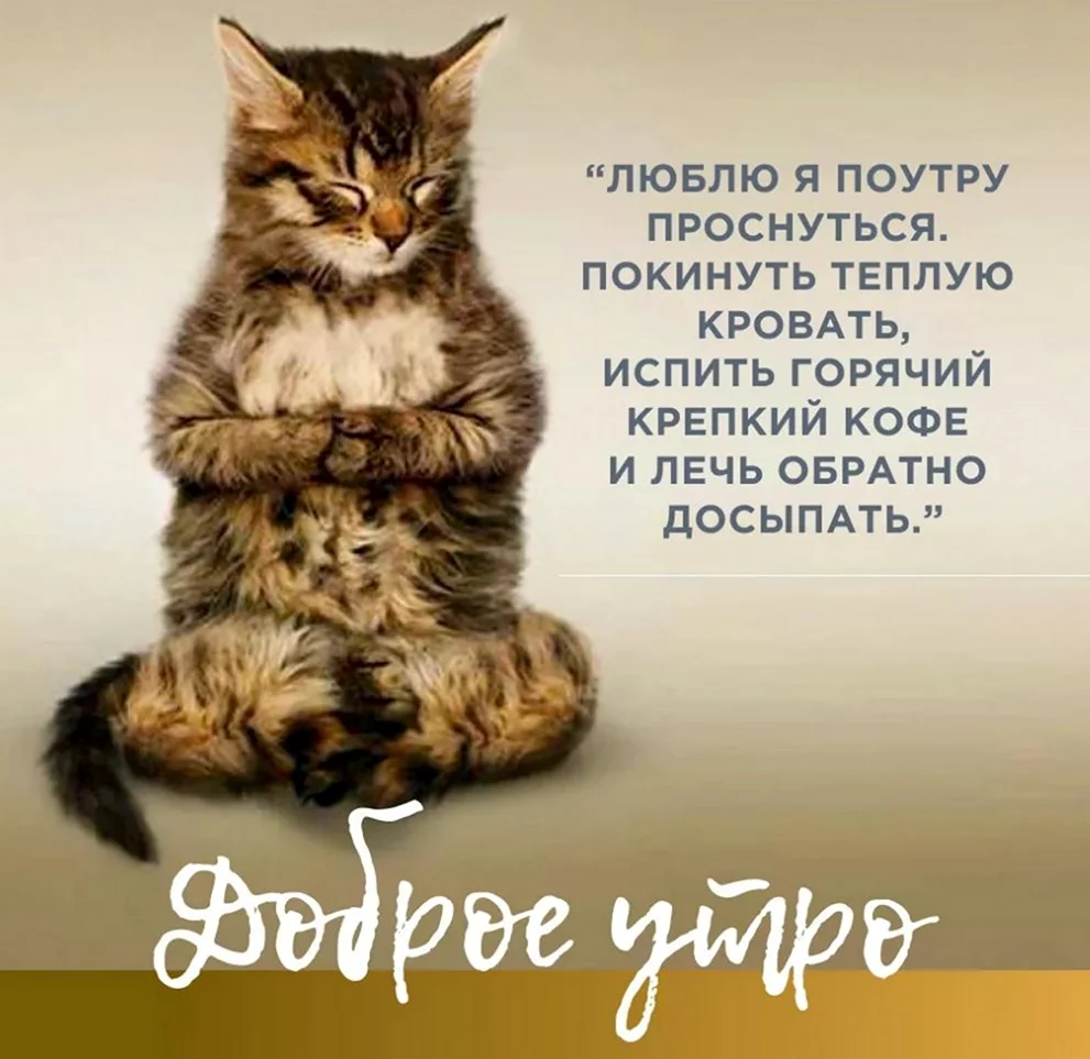 Кот медитирует